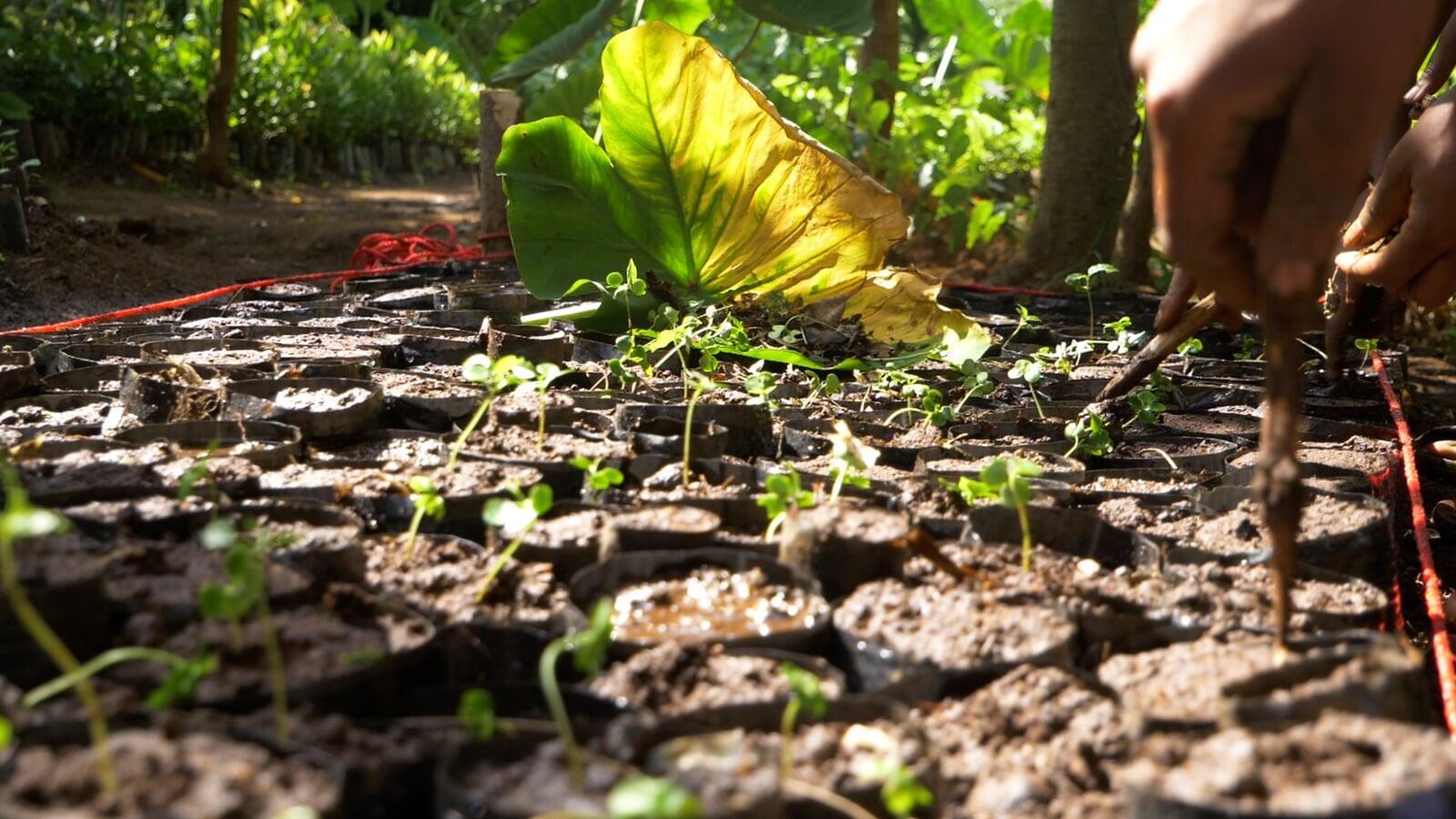 Green Growth: The Transformative Power of Tree Planting in Tonga